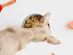 Dogs Foods