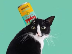 Pet Supplies